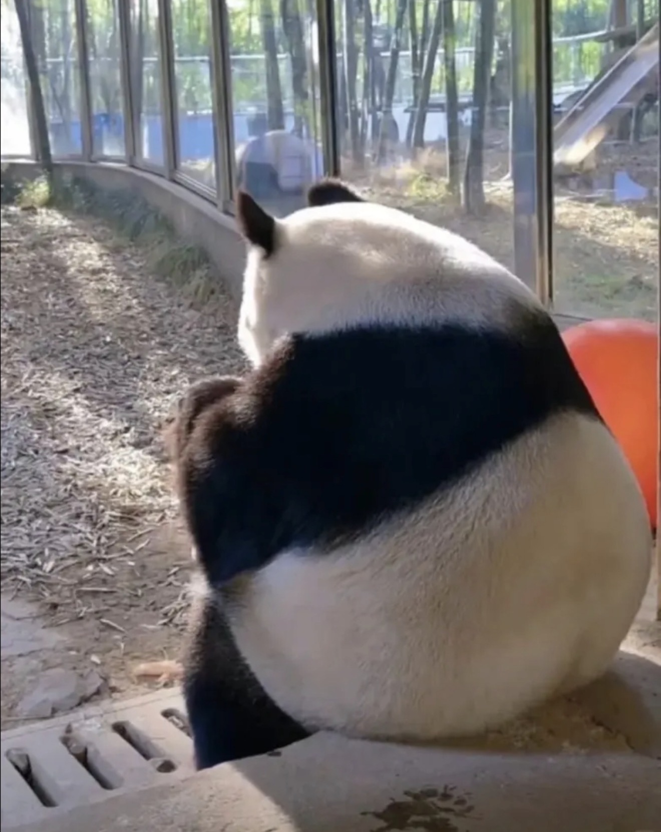 darthpanda