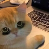 Chinaicenet