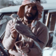 rashed