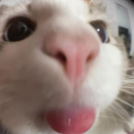 Phlix