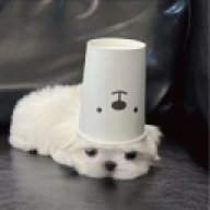 zwz